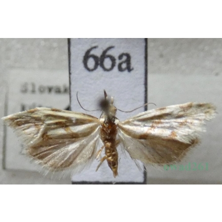 Aethes smeathmanniana (Fabricius, 1781) Slovakia66a